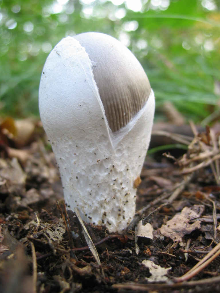 2005 :  Un anno di funghi